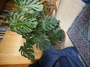 Monster Delicousa Philodendron pertusem Bild 4