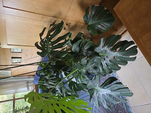 Monster Delicousa Philodendron pertusem Bild 2