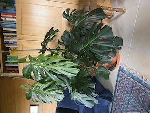 Monster Delicousa Philodendron pertusem Bild 3