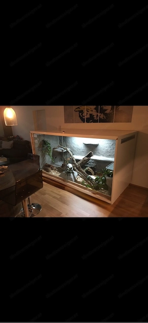 Terrarium 