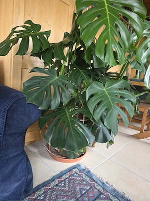 Monster Dilicousa Philodendron pertusem