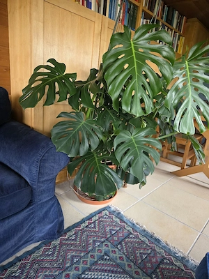 Monster Dilicousa Philodendron pertusem Bild 4