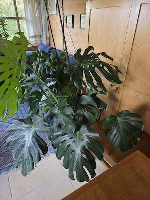 Monster Dilicousa Philodendron pertusem Bild 3