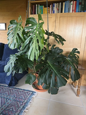 Monster Dilicousa Philodendron pertusem Bild 2