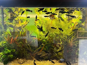 Molly schwarz Aquarium Fische Bild 2