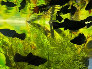 Molly schwarz Aquarium Fische