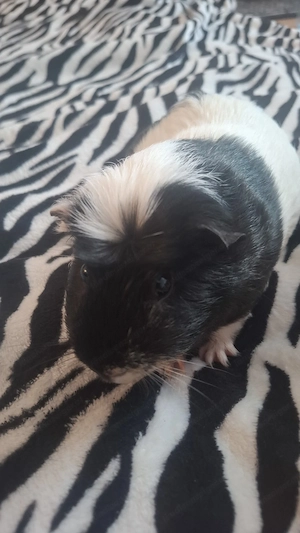 Meerschweinchen zu verkaufen  85,99 Bild 4