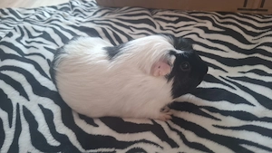 Meerschweinchen zu verkaufen  85,99 Bild 2