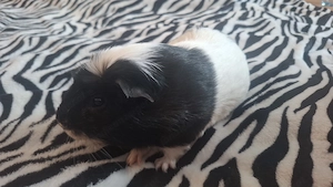 Meerschweinchen zu verkaufen  85,99 Bild 3