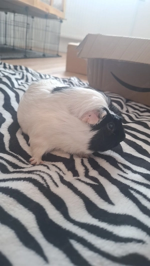 Meerschweinchen zu verkaufen  85,99 Bild 5