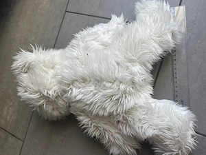 Weißer Teddybär zottelig Kuscheltier Bild 5