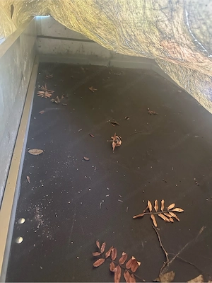 Anhänger Pongratz Bild 7