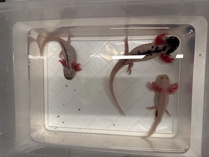 Verschenke Harlekin-Axolotlpaar und ein Nachwuchsaxolotl Bild 3