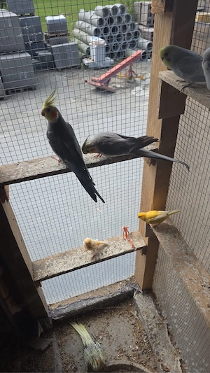 Nymphensittich Bild 3
