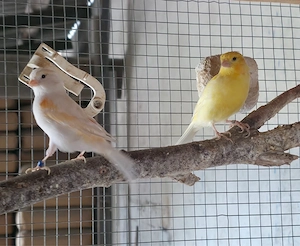 Kanarien Vögel Bild 2