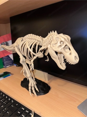 T-Rex Skelett