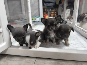 Chihuahua welpen mit Papieren Bild 3