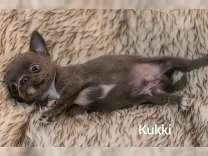 Chihuahua welpen mit Papieren Bild 5