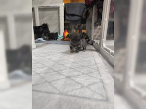 wunderschöne Chihuahua welpen Bild 2