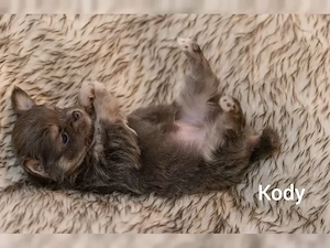 wunderschöne Chihuahua welpen Bild 4