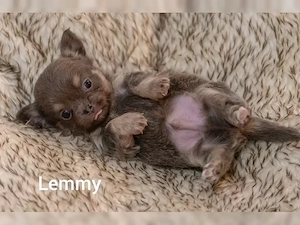 wunderschöne Chihuahua welpen Bild 5