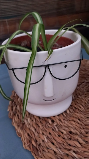 2 Blumentöpfe mit Gesicht und Brille (mit oder ohne Pflanzen) Bild 2