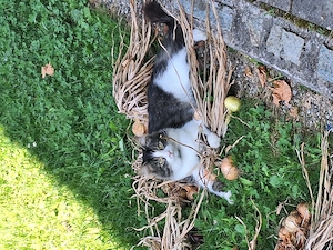 Vermisse meinen kater simba  Bild 2