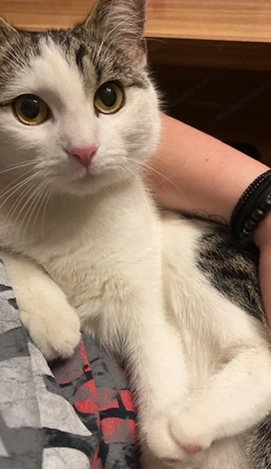 Katzen abzugeben  Bild 4