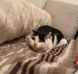 Katzen abzugeben  Bild 3