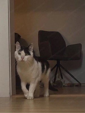Katzen abzugeben  Bild 2