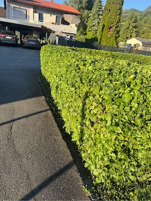 Garten Arbeit Rumdum Haus Bild 2
