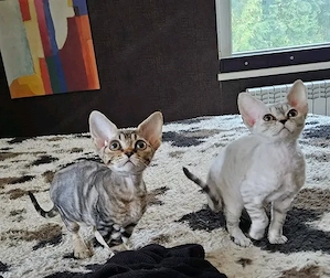 Devon-Rex-Kätzchen zur Adoption Bild 3