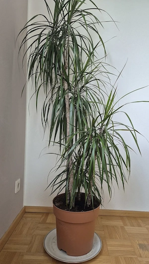 Palme Dracaena marginata Bild 2