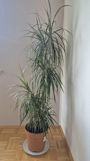 Palme Dracaena marginata Bild 3