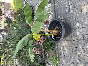 Bananenpflanze verschiedene größen Bild 2