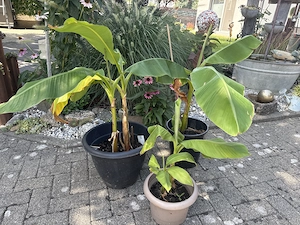 Bananenpflanze verschiedene größen
