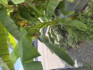 Bananenpflanze verschiedene größen Bild 3