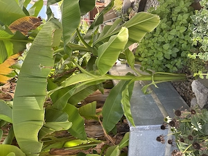 Bananenpflanze verschiedene größen Bild 4