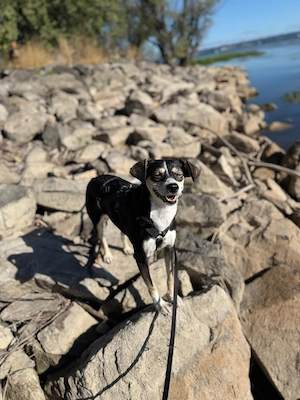 Betty - ein Herz auf vier Pfoten sucht ihr Zuhause Bild 8