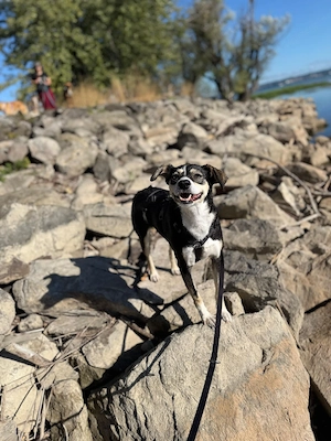 Betty - ein Herz auf vier Pfoten sucht ihr Zuhause Bild 9