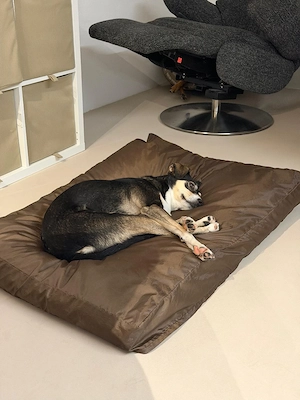 Betty - ein Herz auf vier Pfoten sucht ihr Zuhause Bild 10