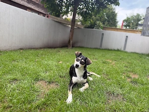 Betty - ein Herz auf vier Pfoten sucht ihr Zuhause Bild 4