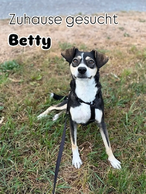 Betty - ein Herz auf vier Pfoten sucht ihr Zuhause