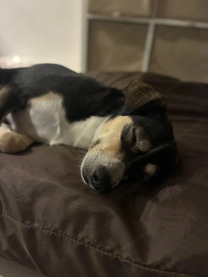 Betty - ein Herz auf vier Pfoten sucht ihr Zuhause Bild 6