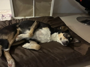 Betty - ein Herz auf vier Pfoten sucht ihr Zuhause Bild 5