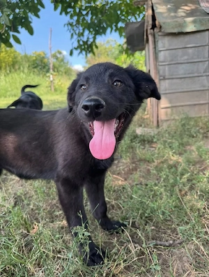 Arya - ein aufgewecktes Welpenmädchen Bild 3