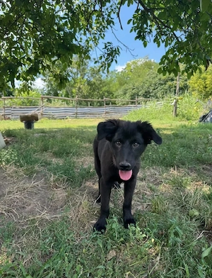 Arya - ein aufgewecktes Welpenmädchen Bild 6