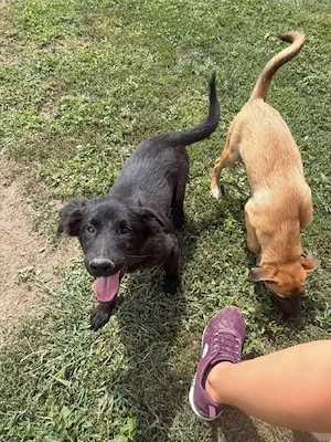 Arya - ein aufgewecktes Welpenmädchen Bild 5