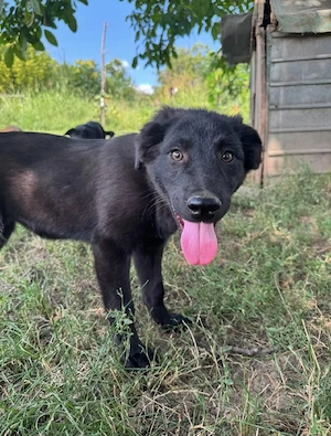 Arya - ein aufgewecktes Welpenmädchen Bild 4
