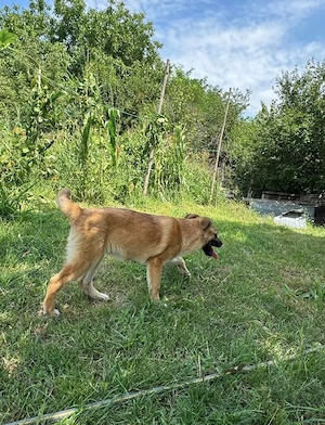 Amalia - ein verschmustes Welpenmädchen Bild 6